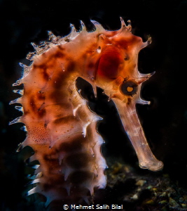 Thorny. by Mehmet Salih Bilal 
